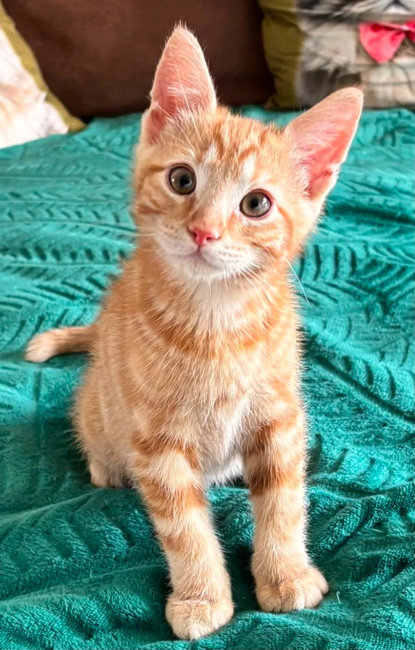 Quick op twaalf weken: een gezonde, alerte rode kitten