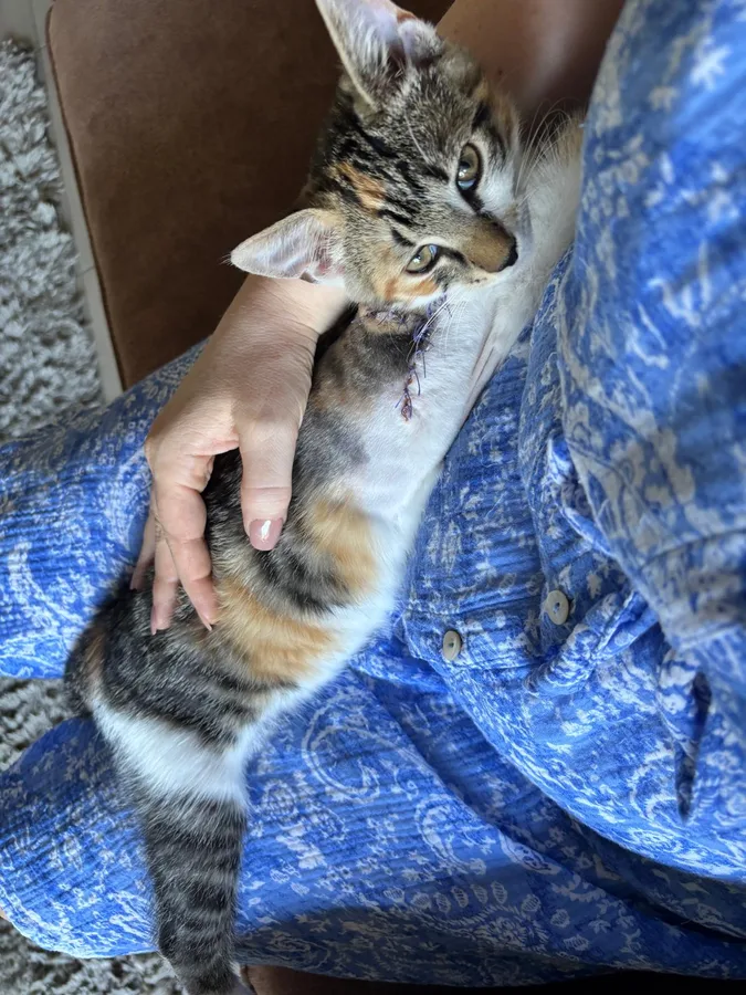 Yuna knuffelt op schoot bij haar opvangouders, de hechtingen nog zichtbaar