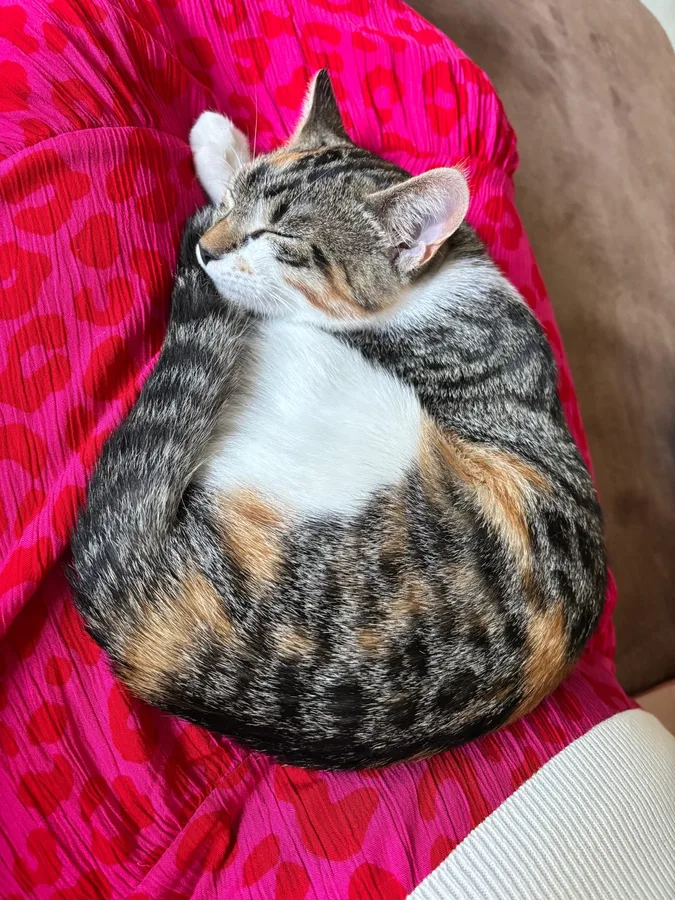 Yuna opgerold in slaap op schoot bij haar opvangouders